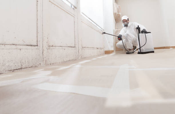 Black mold remediation team in Yorktown